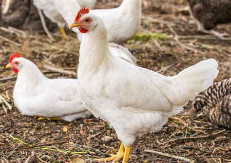 Cara Ternak Ayam Broiler